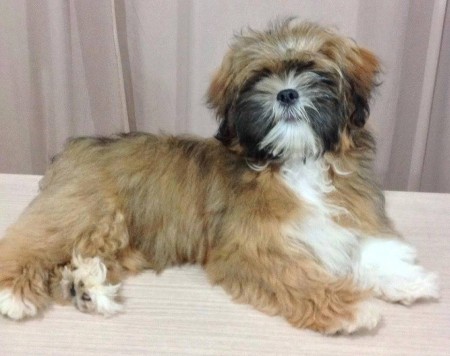 Cult Legend Beyoncé DreamGirl