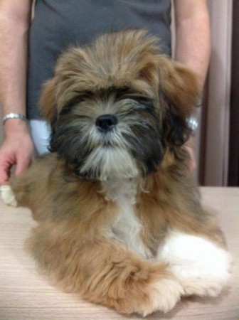 Cult Legend Beyoncé DreamGirl