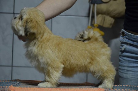 RMoretto Cane Adele One and Only