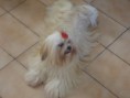 /album/rmoretto-cane-adele-oneandonly/a1511056-10200864023282345-8676139313679886291-n-jpg/