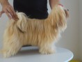 /album/rmoretto-cane-adele-oneandonly/a1779791-10200864019402248-3054491500067865089-n-jpg/