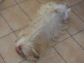 /album/rmoretto-cane-adele-oneandonly/a1975206-10200864022202318-7205466904726642385-n-jpg/