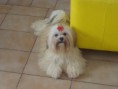 /album/rmoretto-cane-adele-oneandonly/a10156055-10200864023802358-6746728686153844122-n-jpg/