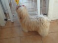 /album/rmoretto-cane-adele-oneandonly/a10172610-10200864020842284-730936212137089227-n-jpg/