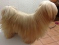 /album/rmoretto-cane-adele-oneandonly/a10178125-10201009163750766-1105590762635879416-n-jpg/